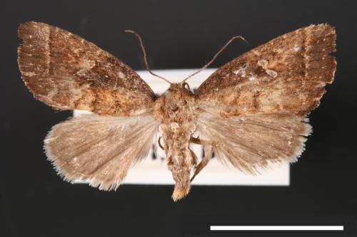 Elusa ustula[淡紅鹿夜蛾][00003408]