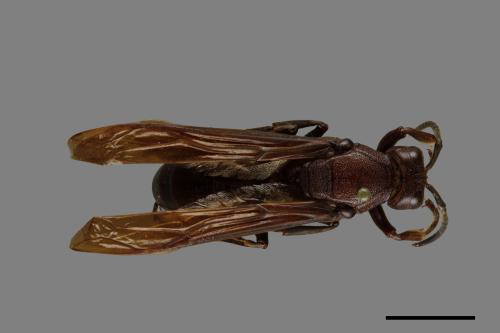 Polistes gigas[巨長腳蜂][00074428]