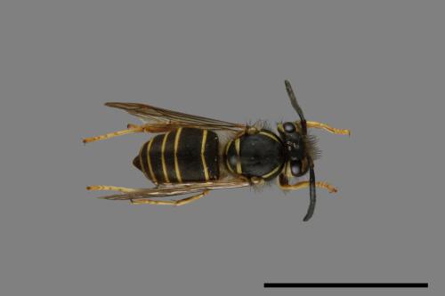 Vespula flaviceps[細黃胡蜂][00073058]