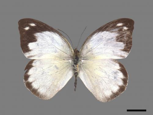 Appias indra aristoxemus[雲紋粉蝶][00027434]