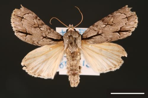 Actinotia intermediata[00000407]