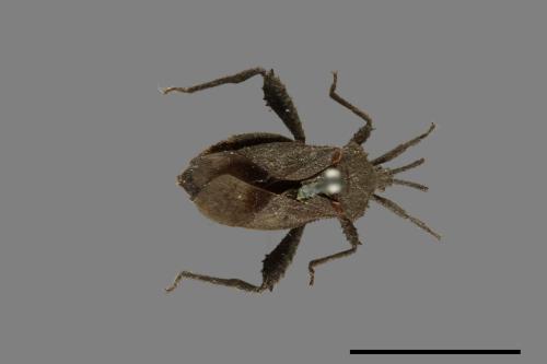 Acanthocoris scaber[瘤緣蝽][00075298]