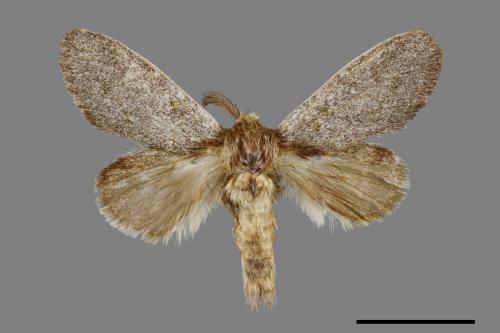 Syntypistis subgeneris subgeneris[淡紋舟蛾][00071007]