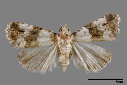 Maliattha signifera[00009287]