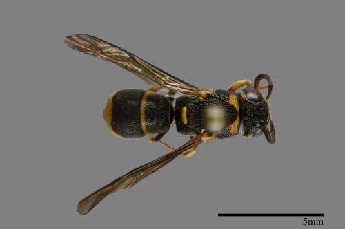 Parancistrocerus kuraruensis[鐘腰螨寄蜾臝][00100984]