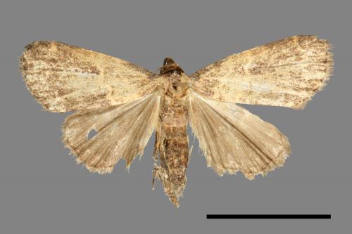 <已分類>Family：Noctuidae[夜蛾科][00011149]