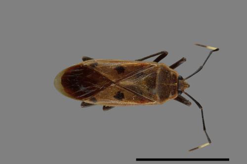 Physopelta quadriguttata[00040971]