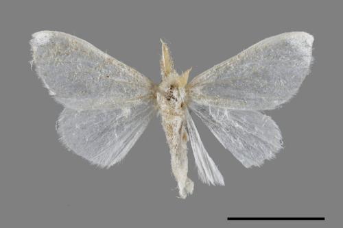 <已分類>Genus：Euproctis[00051772]