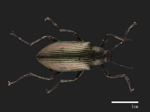 Campsiomorpha formosana[大擬步行蟲][00080751]