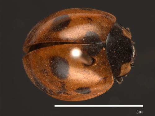 Coccinella septempunctata[七星瓢蟲][00084984]