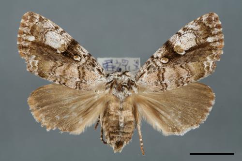 Anacronicta nitida[明后夜蛾][00000127]