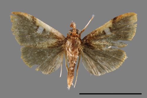 <已分類>Family：Crambidae[草螟科][00065580]