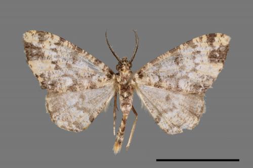 Prochasma dentilinea[齒紋淡黃小尺蛾][00037474]