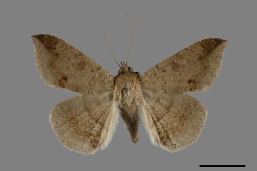 <已分類>Genus：Ericeia[00006440]