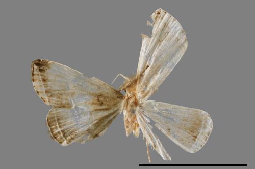 Zanclognatha heleusalis[00011642]