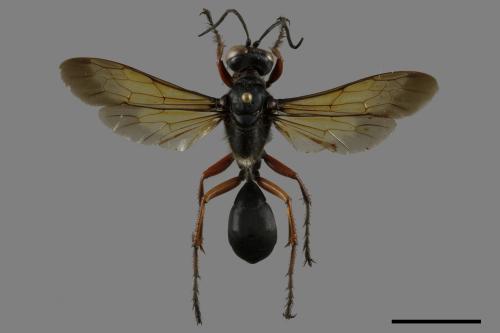 <已分類>Family：Sphecidae[細腰蜂科][00117669]