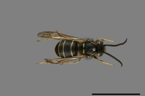 Vespula flaviceps[細黃胡蜂][00072880]