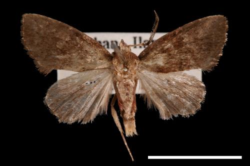 Elusa ustula[淡紅鹿夜蛾][00057682]