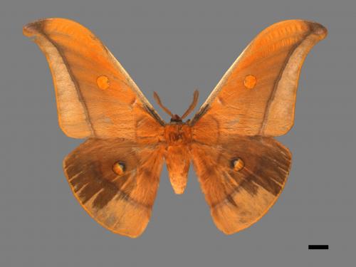 Antheraea formosana[紅目天蠶蛾][00055461]