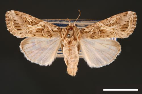 Spodoptera litura[斜紋夜蛾][00002774]