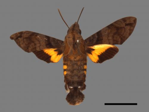 Macroglossum pyrrhosticta[黃斑長喙天蛾][00016526]