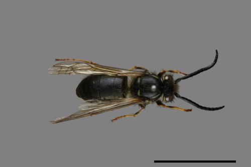 Vespula flaviceps[細黃胡蜂][00073009]