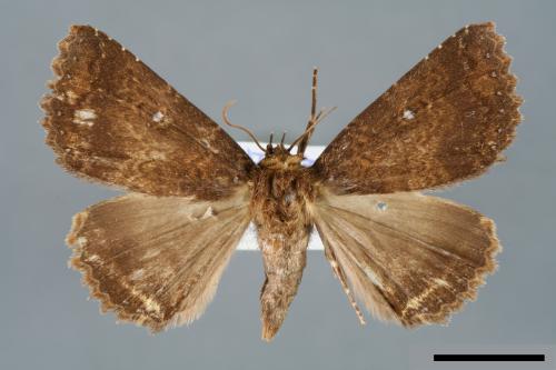 Hypersypnoides punctosa[粉點朋閃夜蛾][00006213]