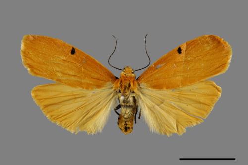 Eilema costipuncta[緣點土苔蛾][00071361]
