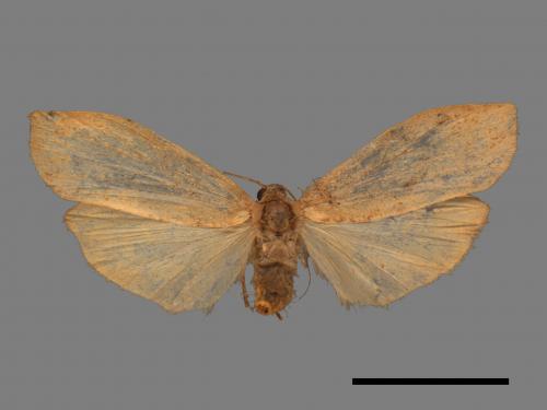 Eilema ratonis[凸紋土苔蛾][00047515]