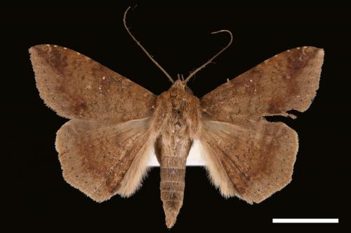 Ericeia inangulata[00029904]