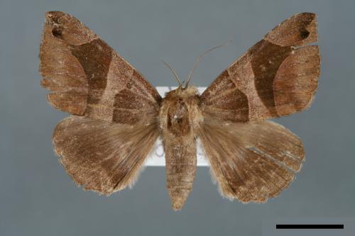 Dysgonia arcuata[00005705]