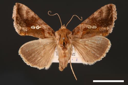 Chrysodeixis eriosoma[南方錁夜蛾][00003471]