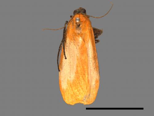 Conilepia nigricosta paiwan[藍緣苔蛾][00036646]