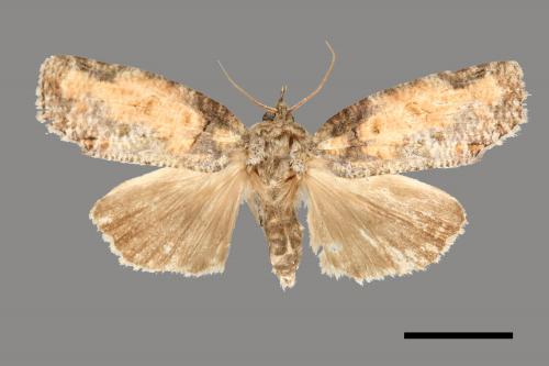 Iscadia inexacta[烏偽切翅夜蛾][00004248]