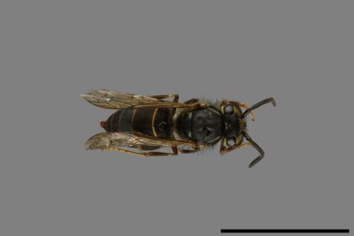 Vespula flaviceps[細黃胡蜂][00073312]