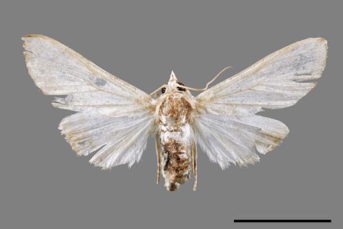 Cirrhochrista spissalis[00045906]