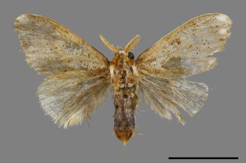 Euproctis inornata[00037373]