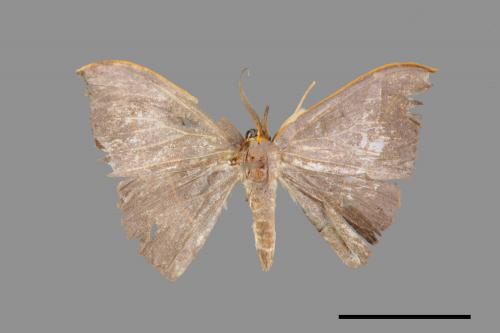 Microblepsis violacea[灰褐鉤蛾][00045753]
