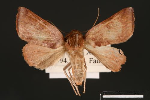 Carea internifusca[間赭瘤蛾][00004639]