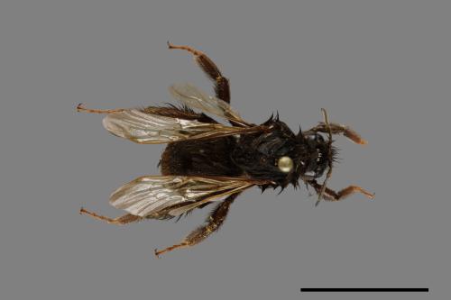 Bombus trifasciatus[威氏熊蜂][00072338]