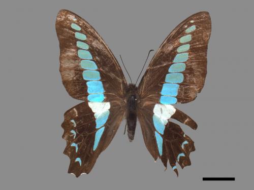 Graphium sarpedon connectens[青帶鳳蝶][00061542]