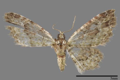 <已分類>Genus：Gymnoscelis[00052644]