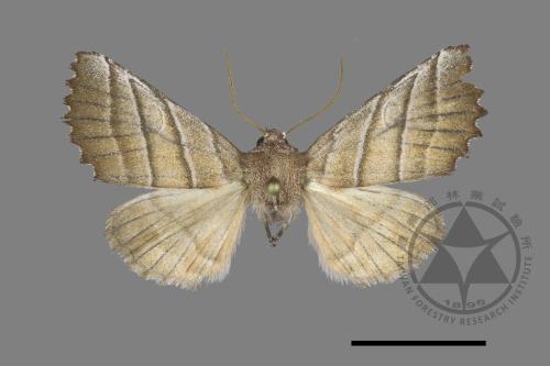 Pygopteryx fulva[00149242]