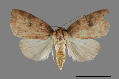 <已分類>Family：Noctuidae[夜蛾科][00091831]