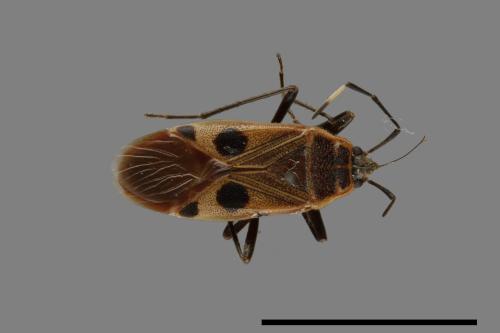 Physopelta parviceps[東亞斑紅椿][00043172]