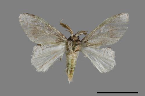 Liparopsis postalbida[中灰舟蛾][00045913]