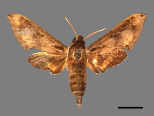 Rhagastis binoculata[雙斑白肩天蛾][00017722]