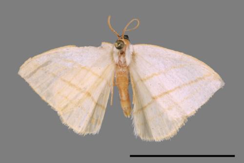 Orthocabera sericea[褐黃斜帶尺蛾][00055339]