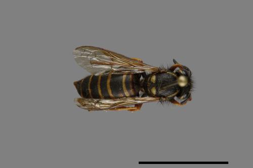 Vespula rufa[北方黃胡蜂][00073240]