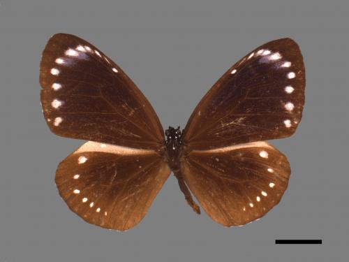 Euploea tulliolus koxinga[小紫斑蝶][00014543]